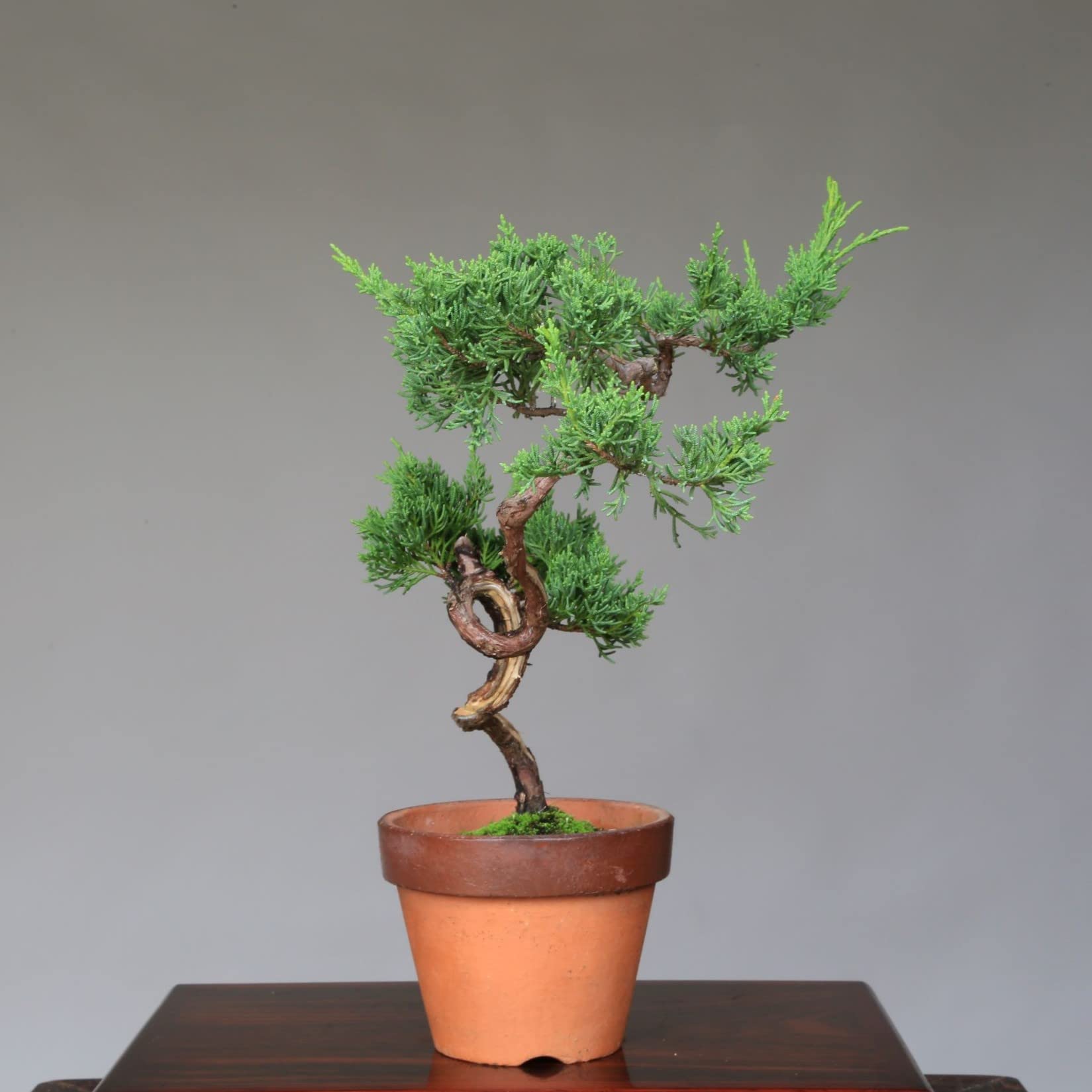 Amazon.co.jp: 糸魚川真柏 文人木 盆栽【泰寿園 Online】 : DIY・工具